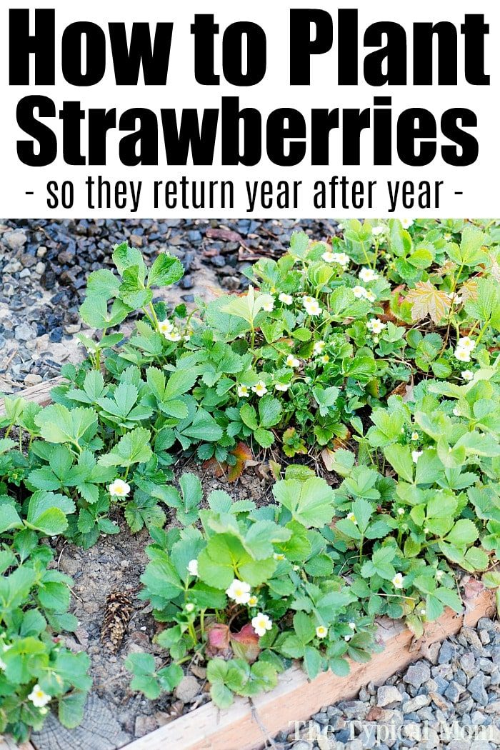 Best Way to Grow Strawberries