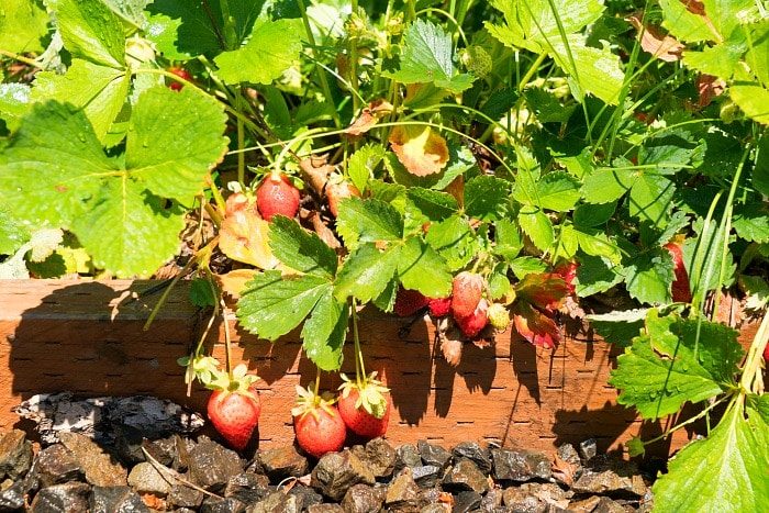 how to plant strawberries