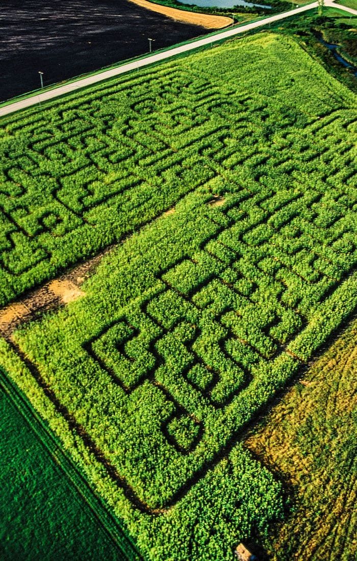corn maze
