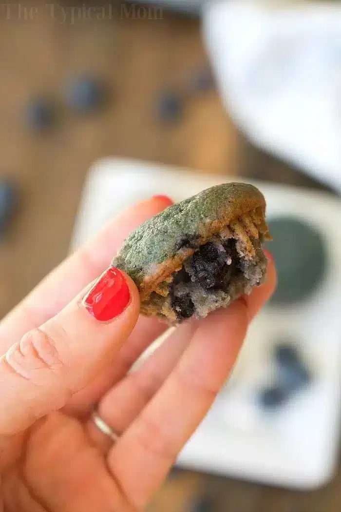 A person with red-painted nails holds a half-eaten blueberry muffin, reminiscent of blueberry pie filling. The small, moist muffin is dotted with visible blueberries. Blurred berries and a white plate create a soft background, almost like the aftermath of a delightful dump cake creation.