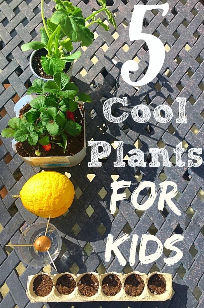 gardening activities for kids