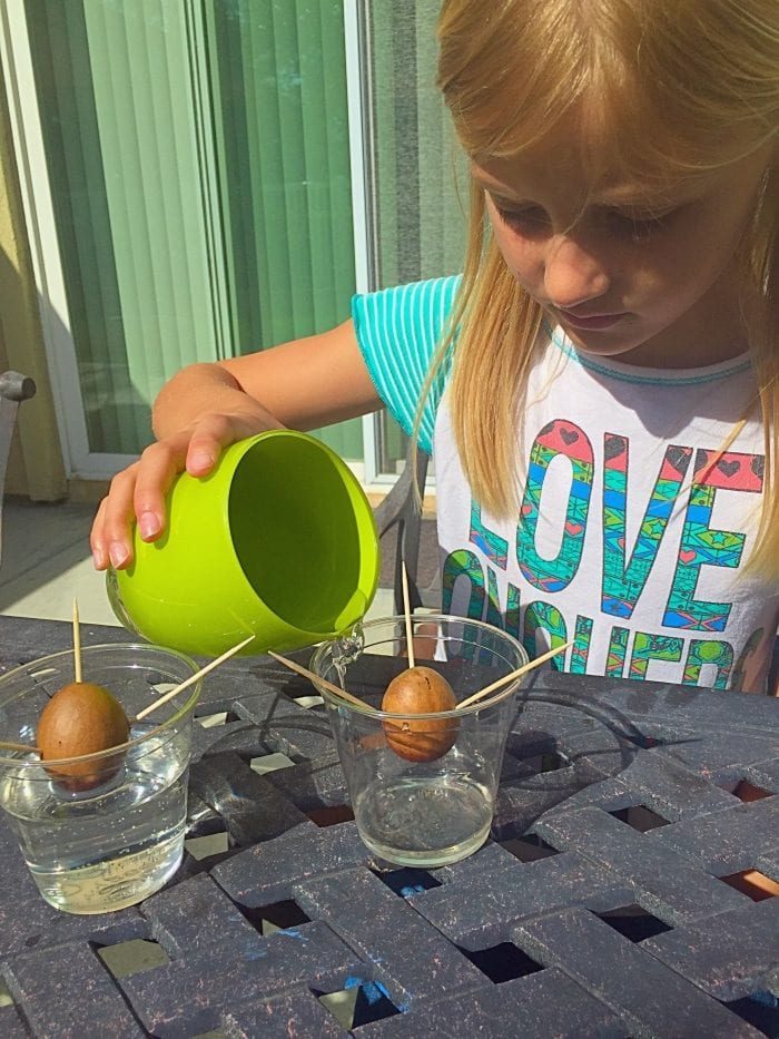 A child explores gardening activities for kids by pouring water into a glass with an avocado seed suspended by toothpicks, next to another similar setup on the table.