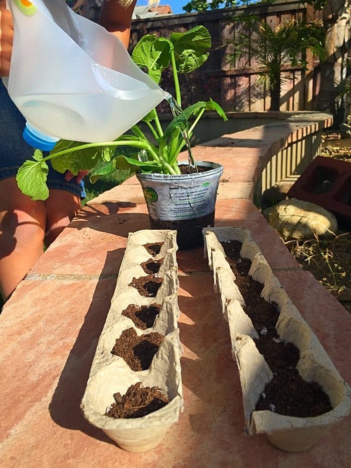 A person is watering a potted plant while two egg cartons filled with soil sit nearby, offering a solid setup for engaging gardening activities for kids.