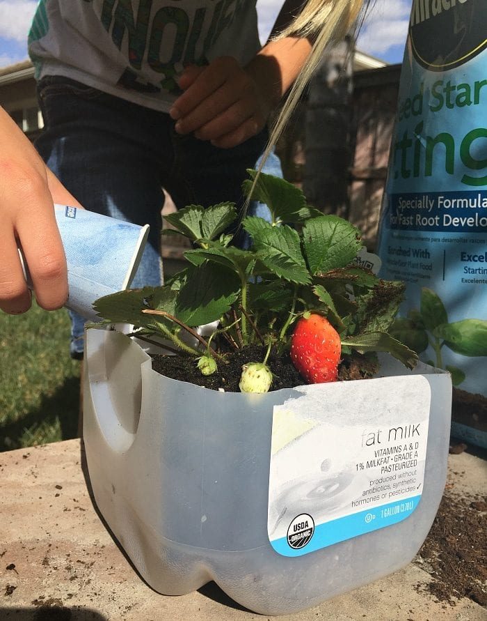 A person engages in gardening activities for kids by watering a strawberry plant thriving in a creatively repurposed milk jug planter.