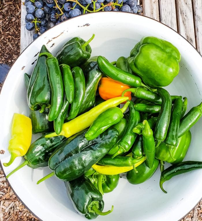 green peppers