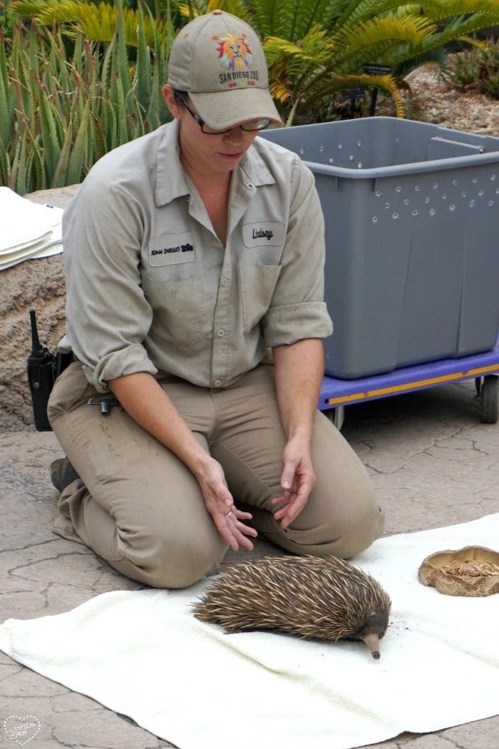 san diego zoo
