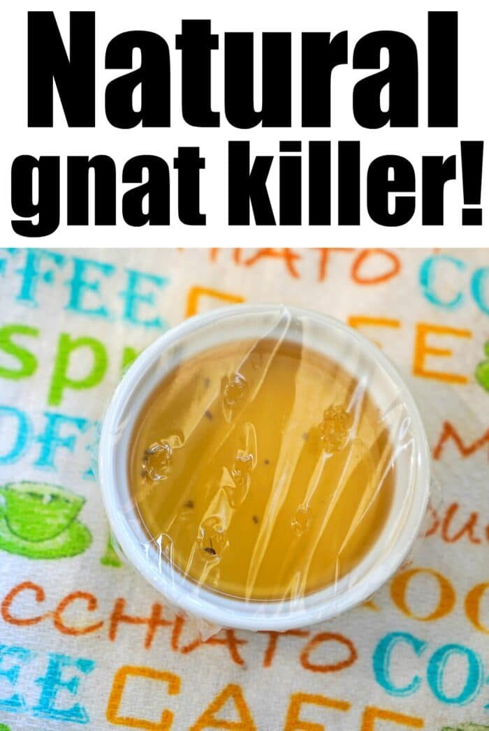 how to get rid of gnats naturally