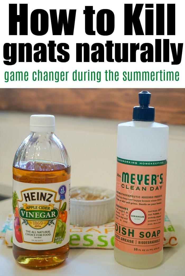 natural gnat killer