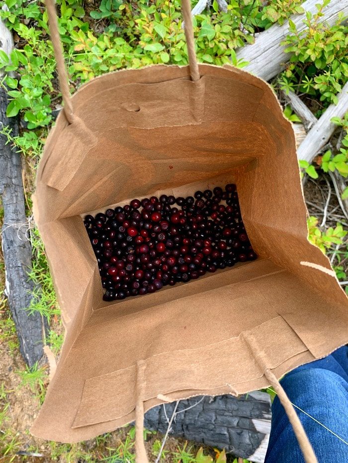 huckleberry picking