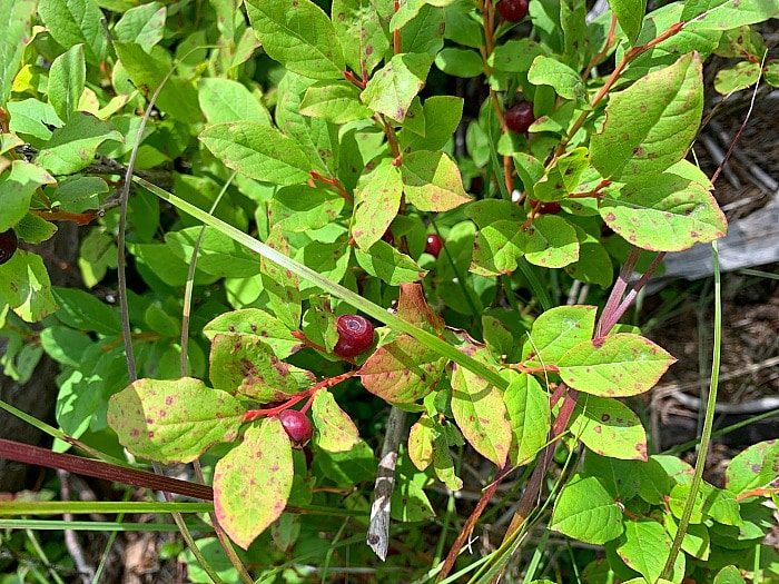 huckleberry bush