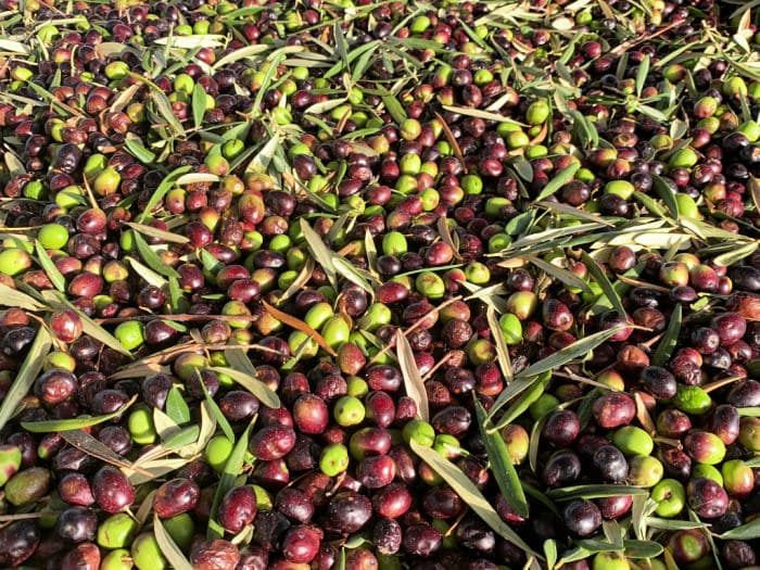 olives