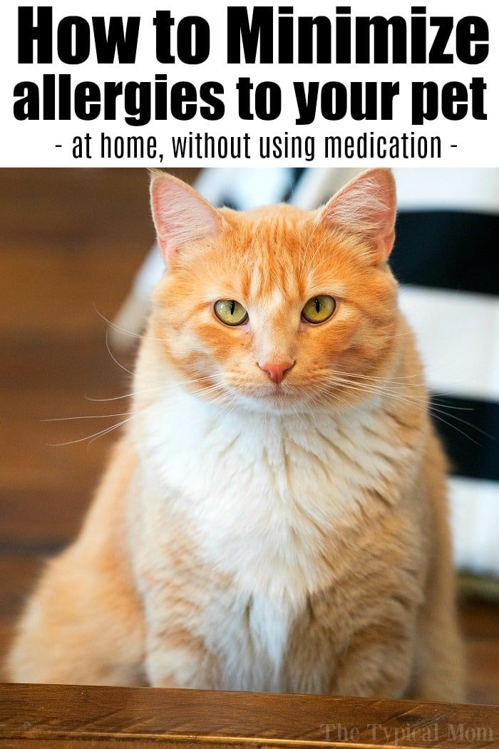Reduce Pet Dander Allergy