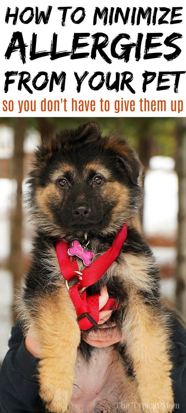 minimizing pet allergies