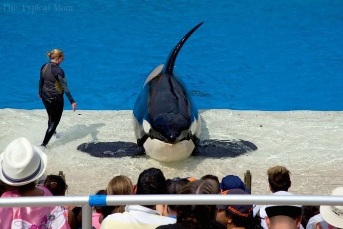 sea world behind the scenes tour 5