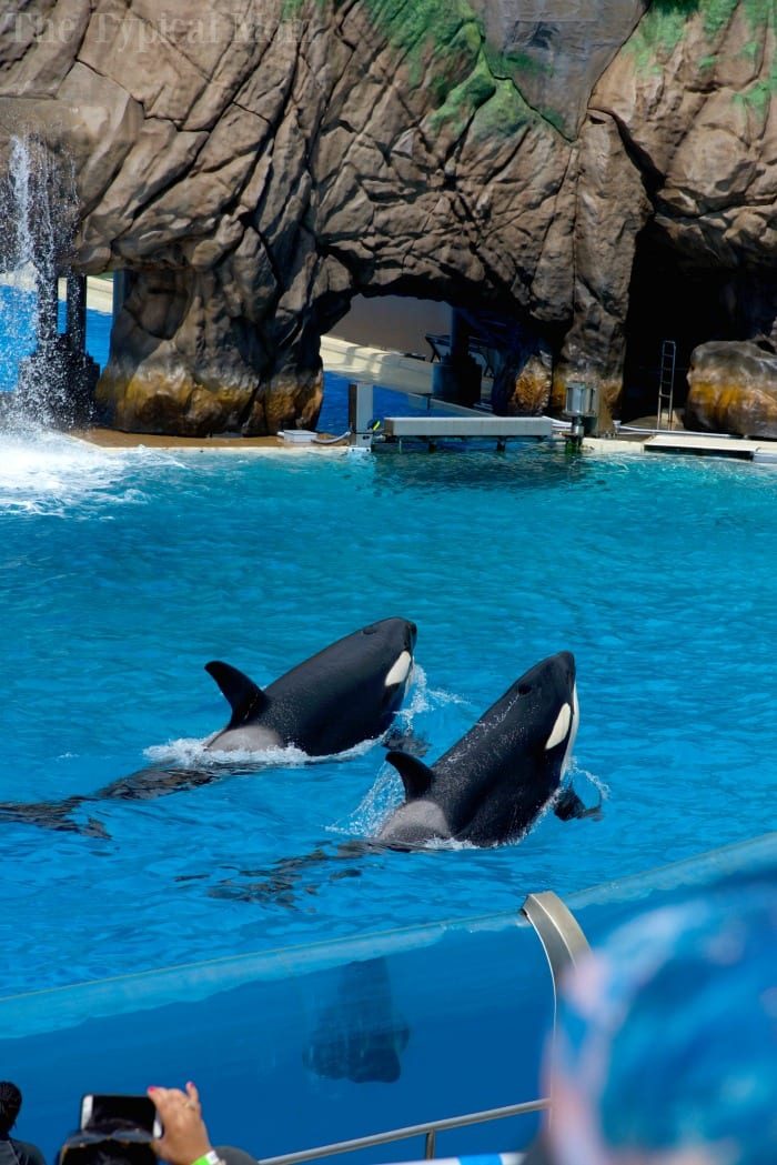 Free Sea World Preschool Pass 2022