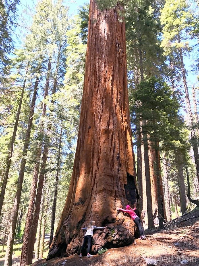 What to See in Sequoia National Park