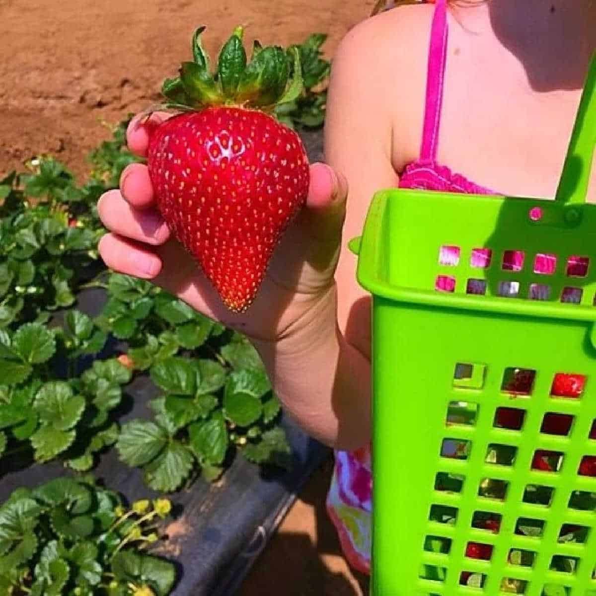Kenny's Strawberry Farm Temecula
