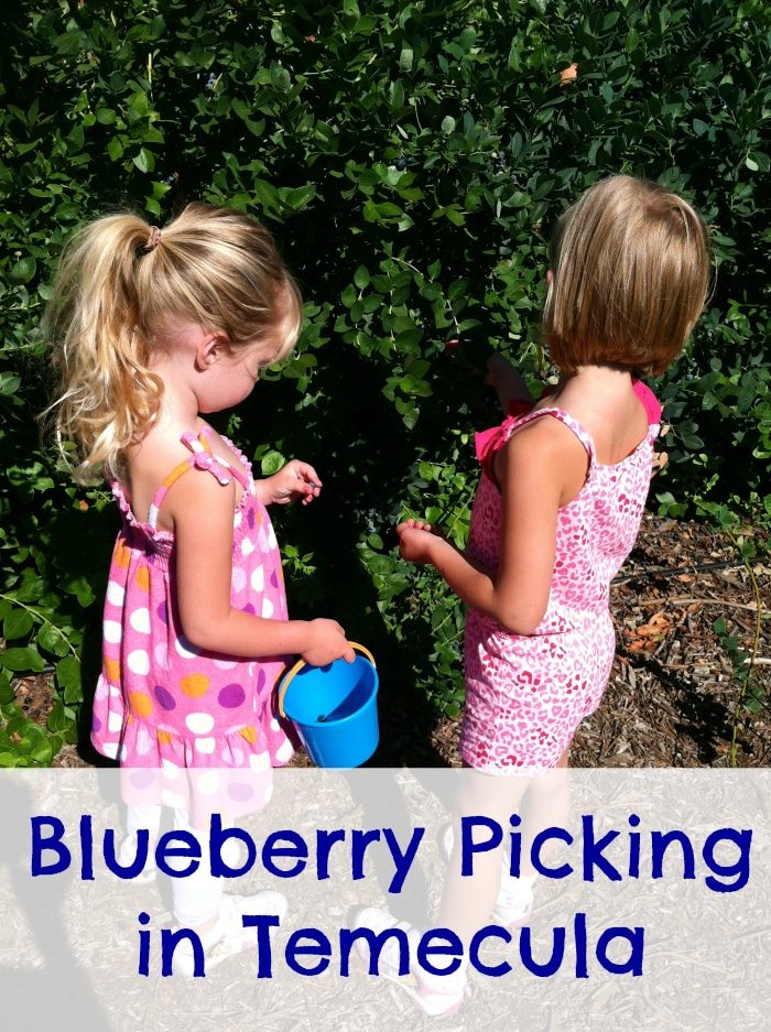 Temecula blueberry Company