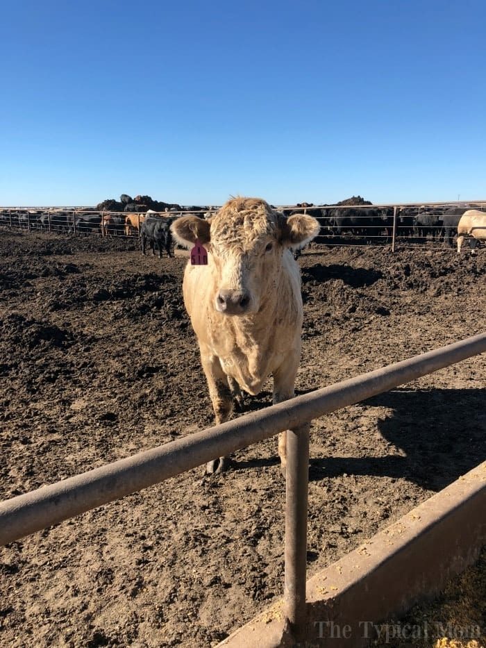 Texas Beef in Amarillo