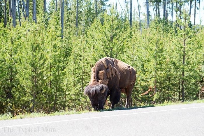 buffalo in yellowstone