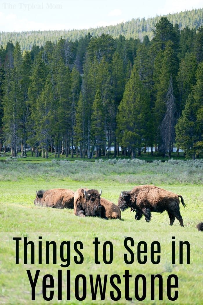 planning a trip to yellowstone