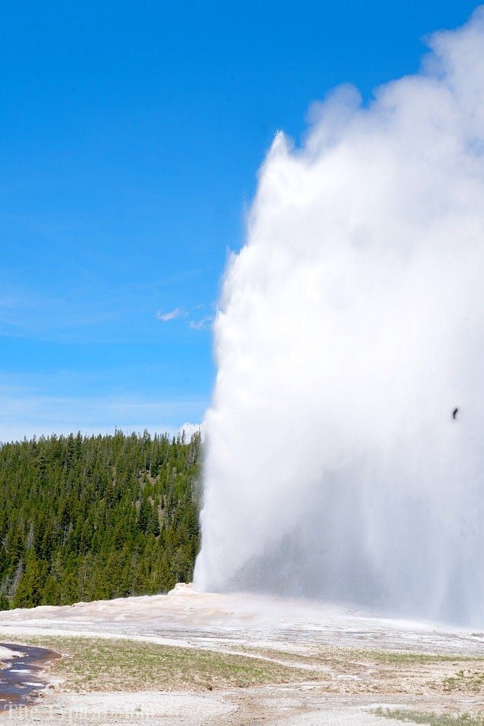 What to See in Yellowstone