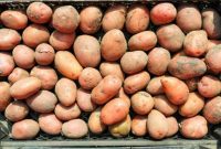 Unearthing Potato Varieties