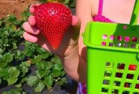 Kenny Temecula Strawberry Harvest