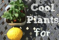 Growing Fun: Garden Projects for Children