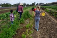 Unearthing the Magic of Tanaka Farms Irvine