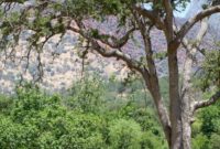 Gateway to Sequoia: Nearby Accommodations