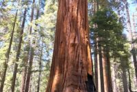 Sequoia National Park: Unveiling Its Wonders