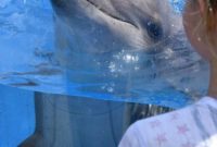 Sea World Unlocked: My VIP Behind-the-Scenes Tour Review
