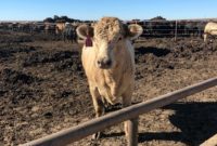 Amarillo: The Home of Texas Beef