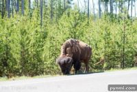 Unearthing Yellowstone’s Natural Marvels