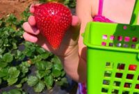Mastering Strawberry Growing