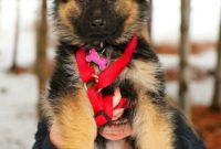 Your Print-Ready Puppy Welcome Kit