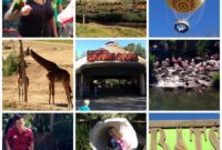 Safari Park: An Up-Close Wildlife Journey