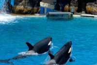 Your Free 2022 SeaWorld Preschool Pass