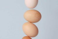 Beyond the Shell: A Guide to Eggs