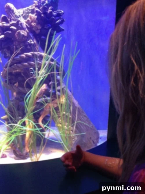 Long Beach Ocean Discovery 3 Diverse marine life showcased at the Aquarium of the Pacific