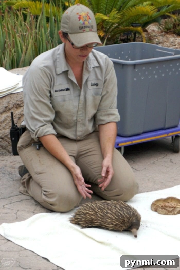 World as Your Classroom: Homeschool Excursions 4 san diego zoo