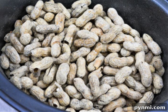 Savory Slow Cooker Peanuts 3 A crockpot brimming with shelled peanuts offers a rustic treat, perfect for any cozy gathering.