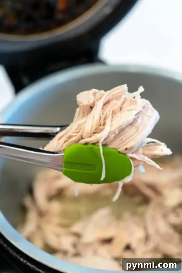 Perfect Ninja Foodi Shredded Chicken 2 Tongs with green silicone tips hold freshly cooked Ninja Foodi shredded chicken over an open pressure cooker. The light-colored chicken appears succulent and ready to be served, revealing its tender goodness.