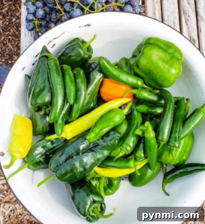 Exploring Green Pepper Varieties 2 Types of Green Peppers