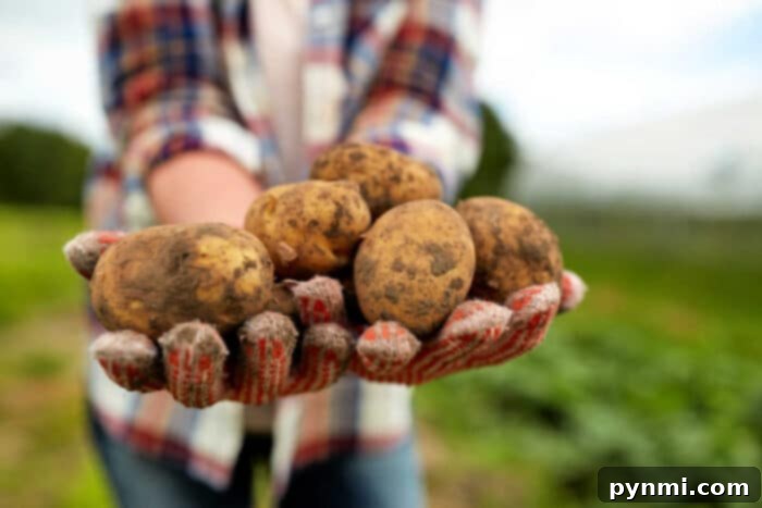 Unearthing Potato Varieties 3 how to clean potatoes