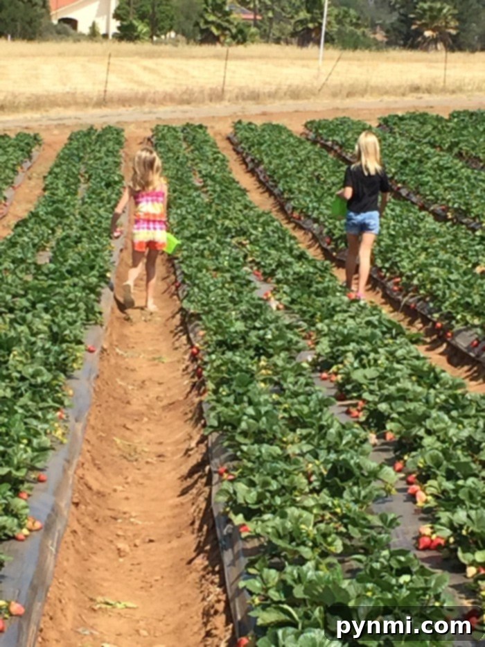 Strawberry Farm Temecula picking experience