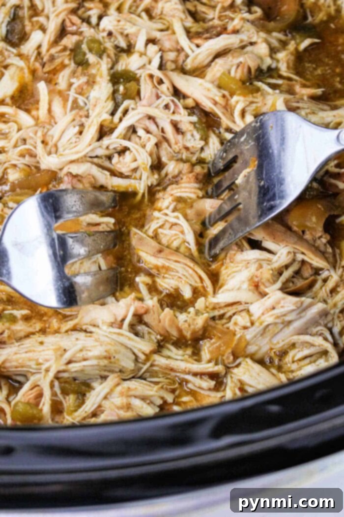 Zesty Green Chili Slow Cooker Chicken 7 Demonstration of shredding chicken breasts with two forks in a slow cooker.