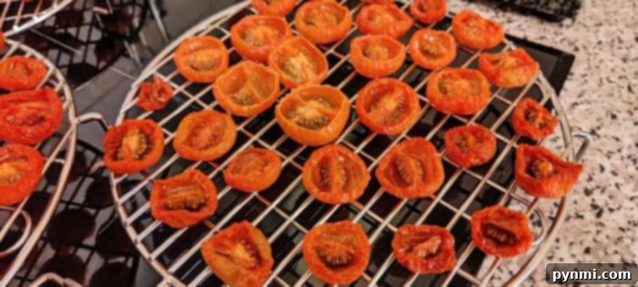 Perfectly Roasted Ninja Foodi Tomatoes 5 Sliced tomatoes are carefully arranged on dehydrator racks within a Ninja Foodi, illustrating the dehydration process.