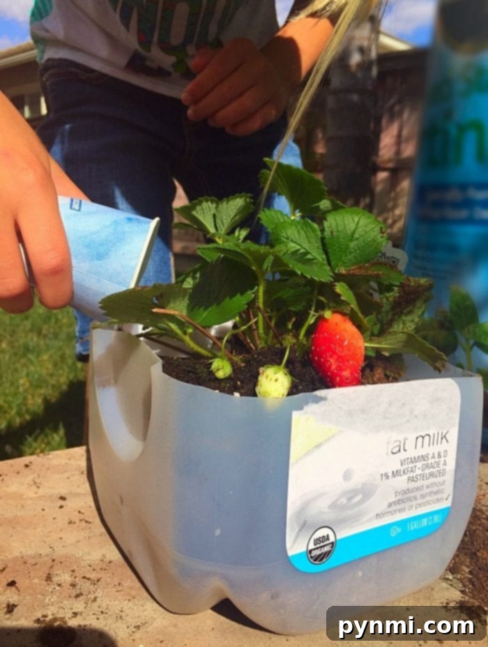 A child proudly shows a small strawberry plant growing in a repurposed plastic milk jug, a perfect example of easy gardening activities for kids.